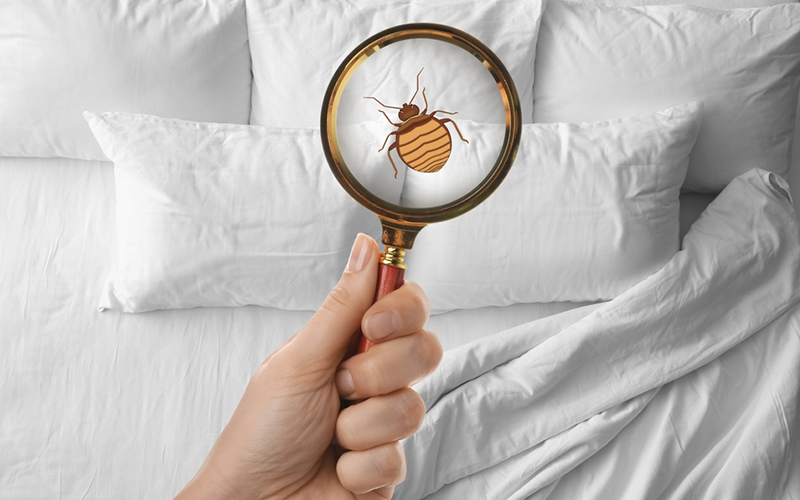 carpet cleaning in Nassau, carpet cleaner in Nassau, carpet cleaners in Nassau, carpet cleaners in Nassau, drapery cleaners in Nassau, carpet cleaning in Nassau, mattress cleaning in Nassau, mattress cleaners in Nassau, commercial carpet cleaning,commercial carpet cleaners in Nassau , Nassau rug cleaners, rug cleaning services in Nassau same day carpet cleaning, same day rug cleaning